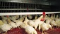 Tavuk üretimi arttı