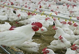 Tavukçuluk sektörü masaya yatiriliyor 