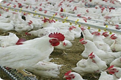 Tavukçuluk sektörü masaya yatiriliyor 