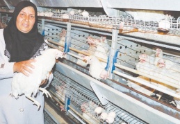 Tavukları telef olan girişimci kadın yeni tavuklarına kavuştu