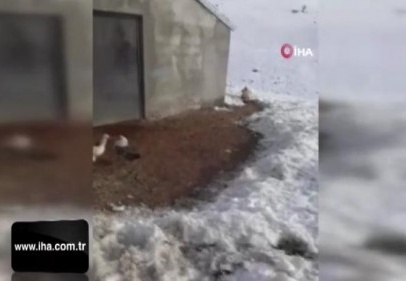 Tavuklarını yemek isteyen tilkiyle dakikalarca sohbet etti