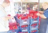 Taze kırmızı biberlerden ilaç kalıntısı için numune alınıyor