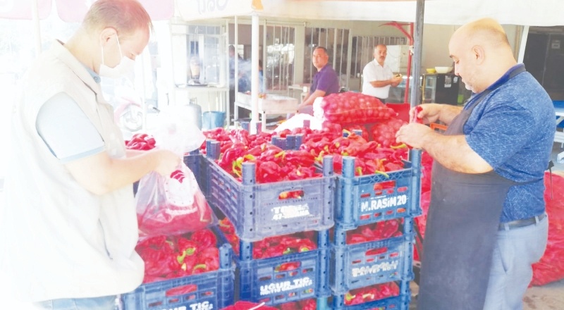 Taze kırmızı biberlerden ilaç kalıntısı için numune alınıyor