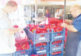 Taze kırmızı biberlerden ilaç kalıntısı için numune alınıyor