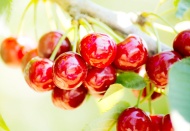 Taze meyve sebzede ihracat rekoru geldi