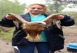 Tedavileri biten 5 yaban hayvanı doğaya bırakıldı