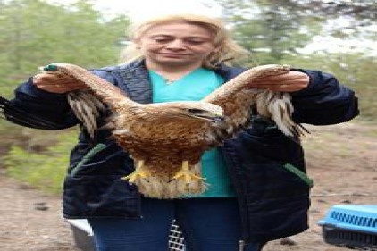 Tedavileri biten 5 yaban hayvanı doğaya bırakıldı