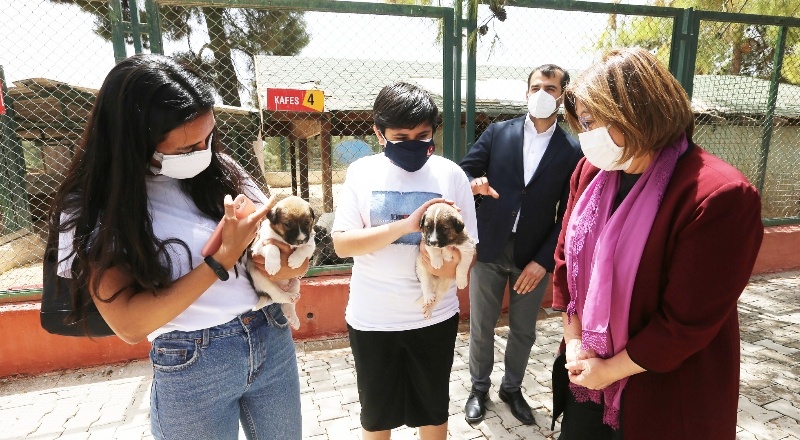 Tedavileri tamamlanıp, doğal yaşam alanlarına bırakıldılar