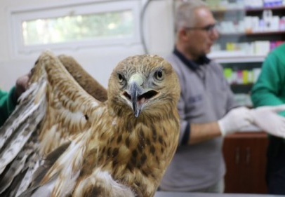 Tedavisi tamamlanan 135 yırtıcı kuş doğaya bırakıldı