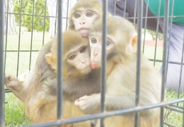 Tehlikeden koruyorlar, yemeğini yediriyorlar, sımsıkı sarılıyorlar