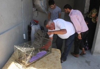 Tekir sakat haliye yavrularına bakıyor