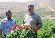Tekniğe uygun dikim yaparsak yıllık 100 bin ton biber üretebiliriz