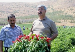Tekniğe uygun dikim yaparsak yıllık 100 bin ton biber üretebiliriz