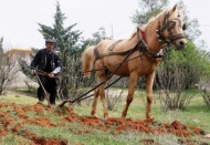Teknoloji çağında karasabanla geçimini sağlıyor 