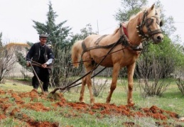 Teknoloji çağında karasabanla geçimini sağlıyor 