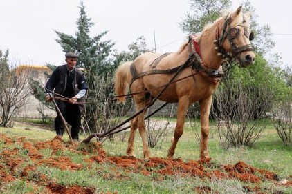 Teknoloji çağında karasabanla geçimini sağlıyor 