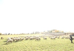 TEMA Vakfı: Erzincan ve Tunceli mera alanlarının yüzde 66'sı maden ruhsatlı