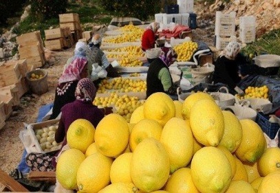 Temmuz’un şampiyonu limon