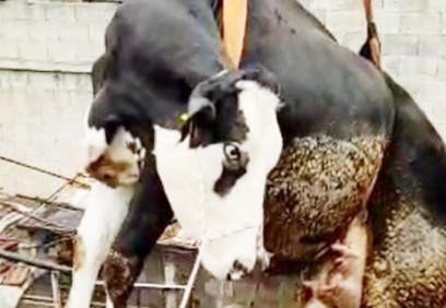 Terasta mahsur kalan ineği itfaiye vinçle kurtardı