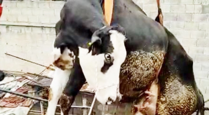 Terasta mahsur kalan ineği itfaiye vinçle kurtardı