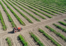 Tıbbi amaçlı kenevir üretimi yapılabilecek