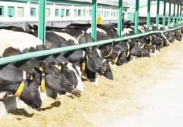 TİGEM’de hayvan ölümleri neden önlenemiyor?