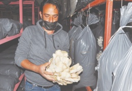 Tır şoförlüğünden mantar üretimine