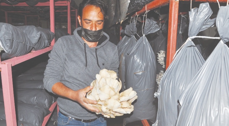 Tır şoförlüğünden mantar üretimine