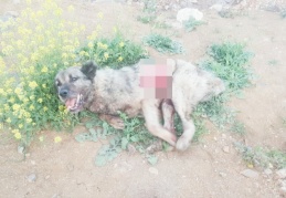 Tırın çarptığı köpek hayvan hastanesine kaldırıldı