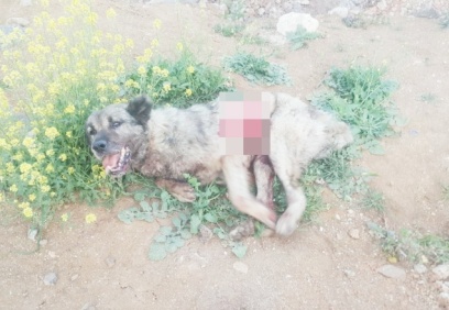 Tırın çarptığı köpek hayvan hastanesine kaldırıldı