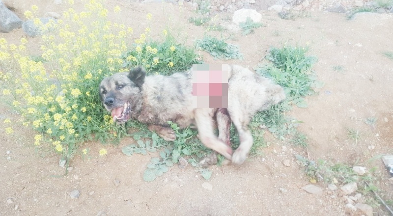 Tırın çarptığı köpek hayvan hastanesine kaldırıldı