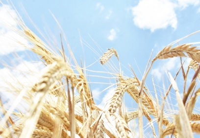 TMO, ağustosta 515 bin ton arpa ve 395 bin ton buğday ithal etmek için ihale yapacak