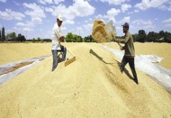 TMO, hububat emanet alımında rekora imza attı