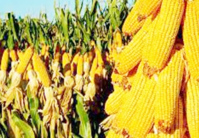 TMO, mısır satışlarına başlayacak