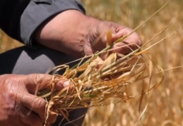 TMO, un sanayicilerine sattığı buğdaya yüzde 22 zam yaptı