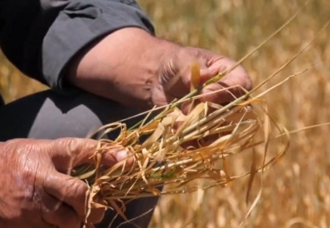 TMO, un sanayicilerine sattığı buğdaya yüzde 22 zam yaptı