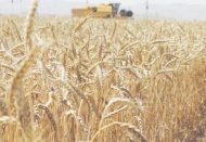 TMO, yurt dışından 2 bin 500 TL'ye getirdiği arpayı, bin 900 TL'ye satıyor