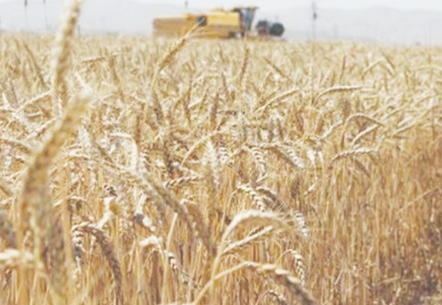 TMO, yurt dışından 2 bin 500 TL'ye getirdiği arpayı, bin 900 TL'ye satıyor