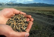 Tohum ihracatı 120 milyon doları geçecek