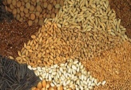 Tohum üretimi artışı, yüzde 15,5’i buldu