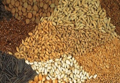 Tohum üretimi artışı, yüzde 15,5’i buldu