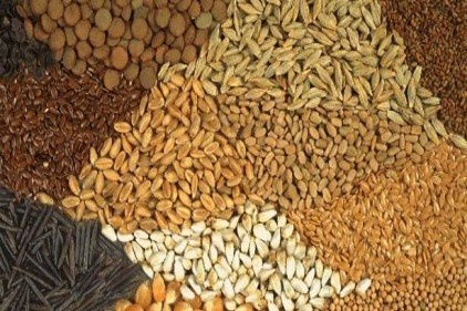 Tohum üretimi artışı, yüzde 15,5&#8217;i buldu