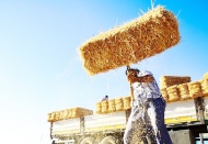 Tonu 1000 liraya yaklaşan saman fiyatları et ve süte de yansıyacak