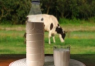 Toplanan inek sütü miktarı arttı