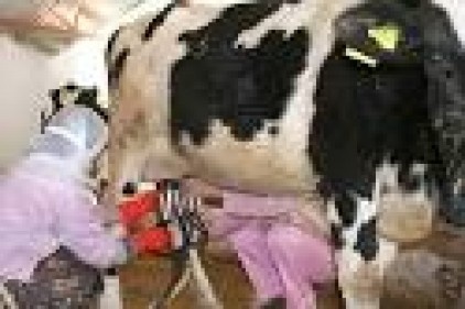 Toplanan süt miktarı yüzde 10 arttı