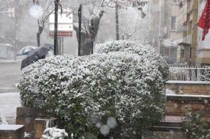 Toprak da, ağaç da mutlu
