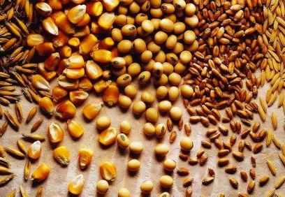 Toprak Mahsulleri Ofisi, 720 bin ton buğday ve arpa ithal etme hazırlığında