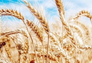 Toprak Mahsulleri Ofisi; buğday, arpa ve mısıra yaptığı zammı geri çekti