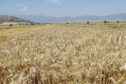 Toprak Mahsulleri Ofisi&#8217;nde ürün alımına devam ediyor 
