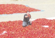 “Toz biber fiyatları geçen yola oranla düştü”